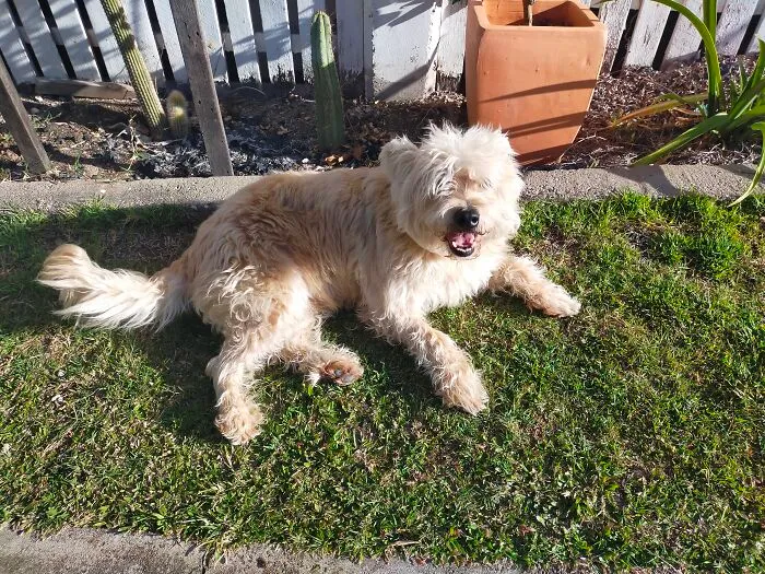 My 5 Breed Idiot