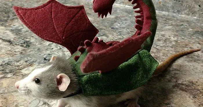 40 Times Rats Were Caught Being So Charming, As Seen On This Dedicated "Legalize Rats" Twitter Page
