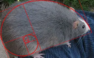 40 Times Rats Were Caught Being So Charming, As Seen On This Dedicated "Legalize Rats" Twitter Page