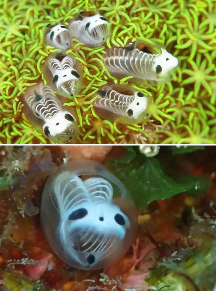 These Are Skeleton Panda Sea Squirts, Also Known As Ascidians. They're Marine Invertebrate Filter Feeders That Will Probably End Up In A Tim Burton Film At Some Point