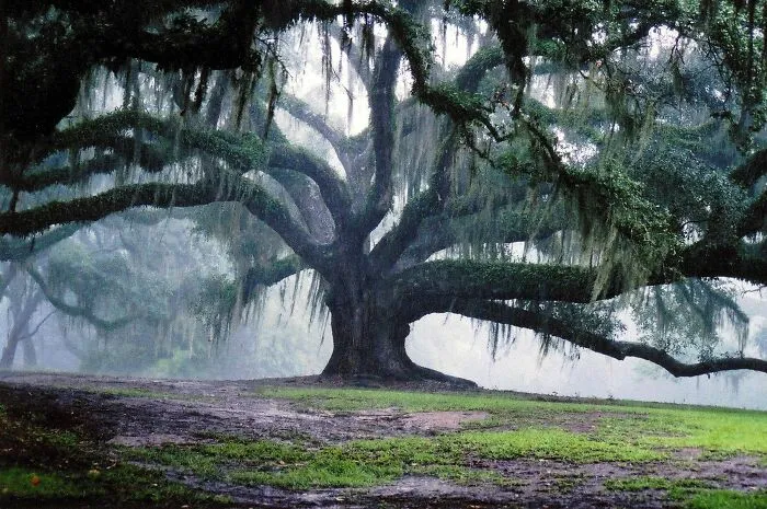 Este es el aspecto de un roble de 350 años. ¿No es hermoso?
