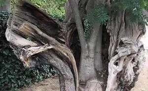 This Facebook Page Shares Magnificent And Sometimes Creepy Miracles From The Natural World (50 Pics)