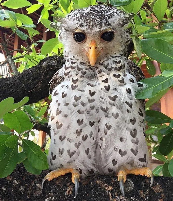 Un búho con motivos en forma de corazón en sus plumas