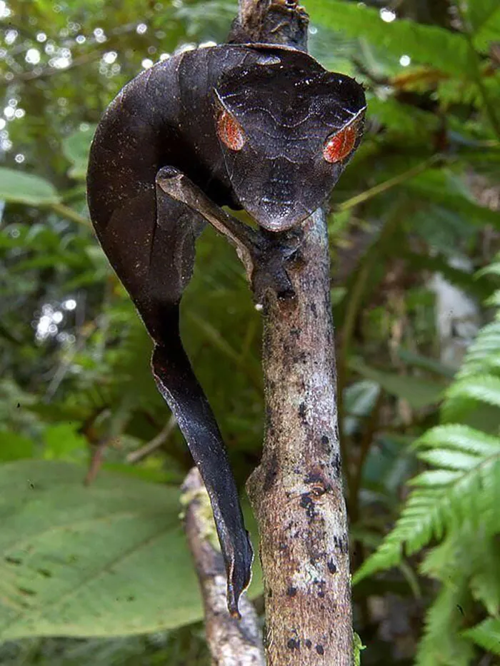 El gecko cola de hoja satánico