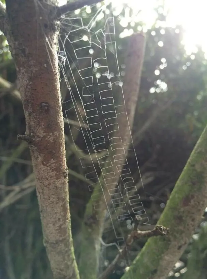 A Very Geometric Spiderweb