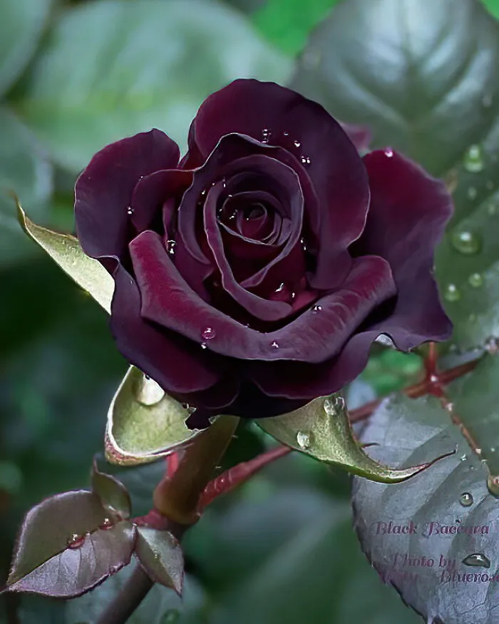 Beautiful Rare Black Baccara