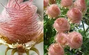 This Facebook Page Shares Magnificent And Sometimes Creepy Miracles From The Natural World (50 Pics)