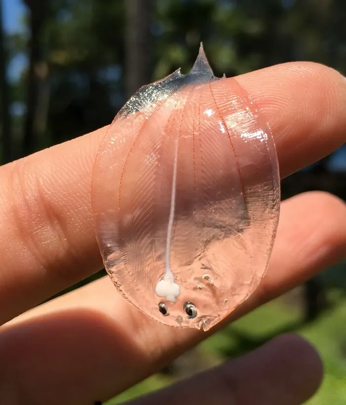 This Is What A Baby Flounder Looks Like