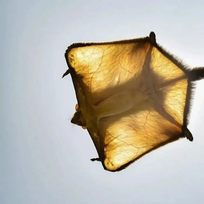 Indian Giant Flying Squirrel In The Air In Broad Daylight!