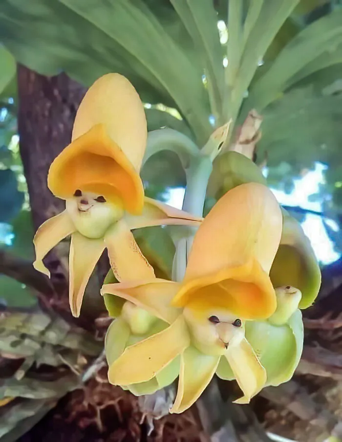 Stunning Catasetum "Epiphytic Orchids".  How Adorable!