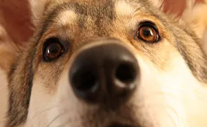 Parents Adopt A Strange Dog, Find Out It's Actually A Wolf Hybrid, It Turns Out To Be The Most Wholesome Dog Ever