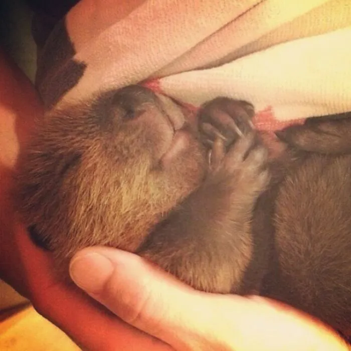 I Miss My Stella Baby Beaver Bum