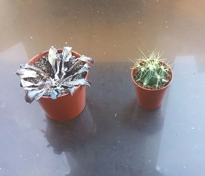 There Are Two Types Of People Growing Succulents
