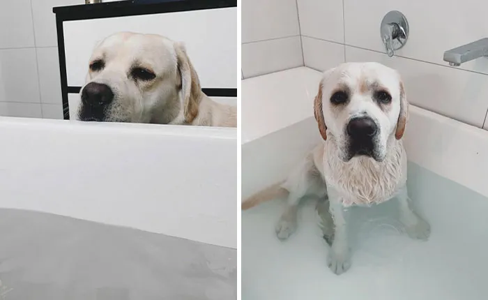 Una historia corta titulada: ¿Puedo bañarme contigo, por favor? Spoiler: Pude entrar