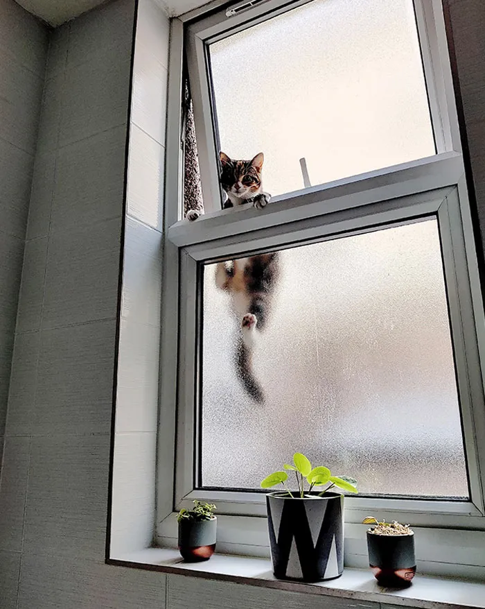 You Shut The Bathroom Door For Privacy? Guess I'll Watch Through The Window Then