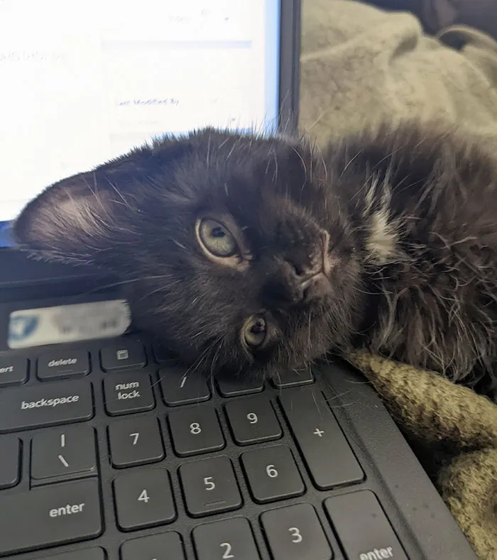Hellooo. Plz Stop Working And Pet Me