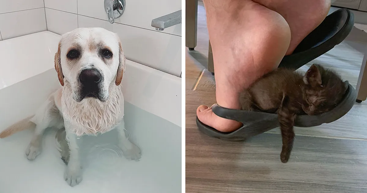40 Divertidas mascotas que no conocen los límites del espacio personal