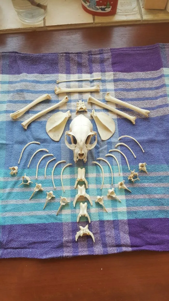 A Cat Skeleton