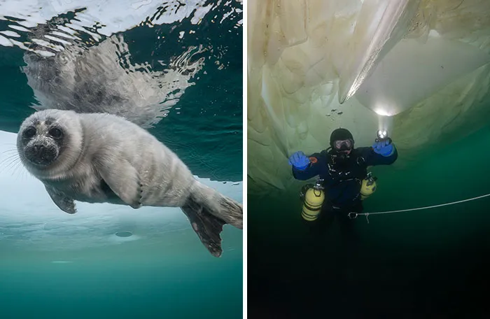 Beneath The Ice: I Took Underwater Shots Of Lake Baikal's Seals (16 Pics)