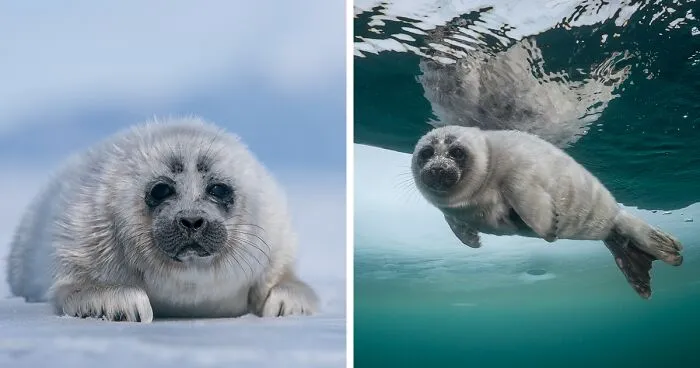 Beneath The Ice: I Took Underwater Shots Of Lake Baikal's Seals (16 Pics)