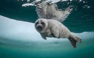 Beneath The Ice: I Took Underwater Shots Of Lake Baikal's Seals (16 Pics)