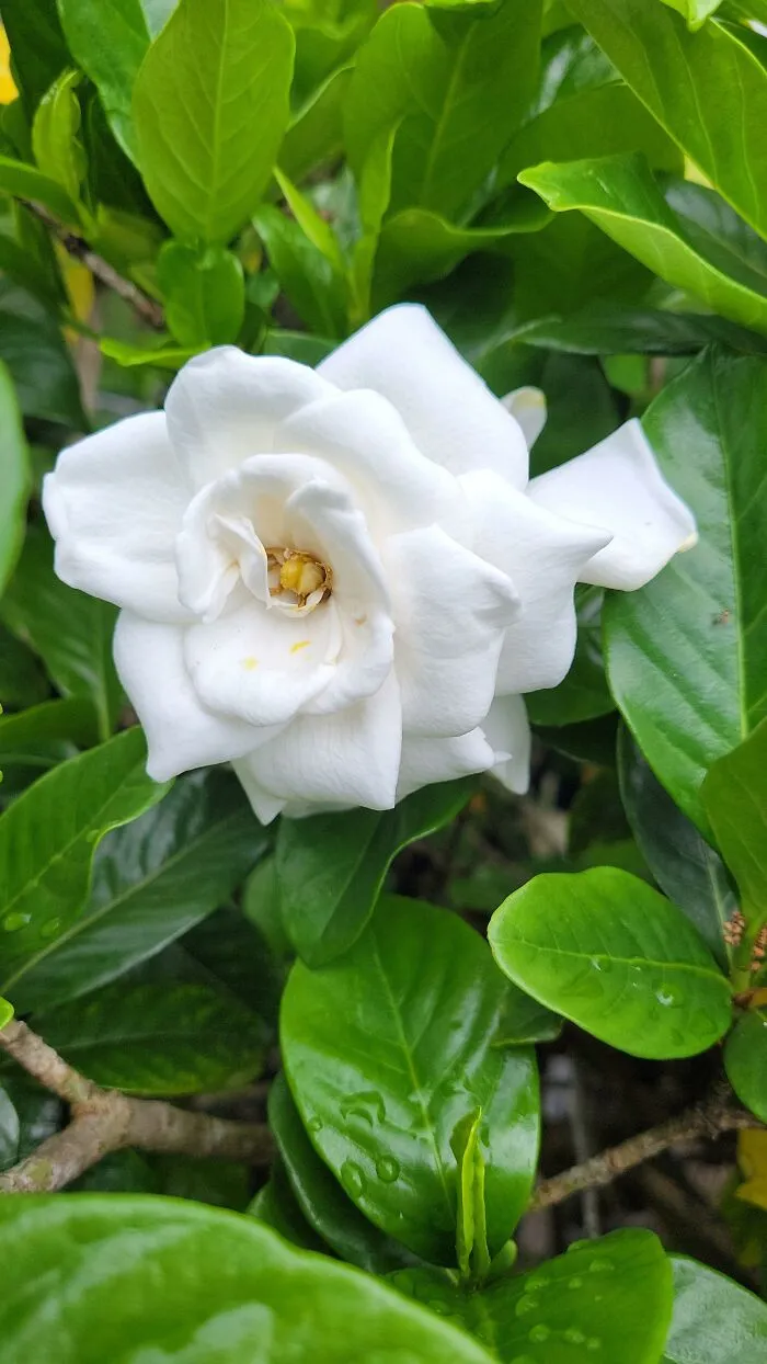 Gardenia After Raining