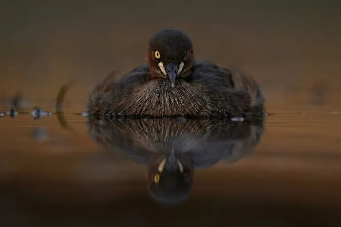 The Best 65  Wildlife Photos Revealed In The 2022 Wildart Photographer Of The Year Contest