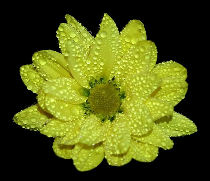 Flower I Found On A Hike