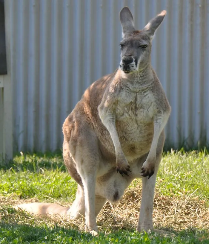 Don't Pat Kangaroos 