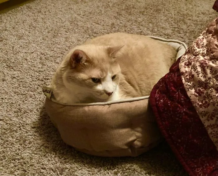 🎶 If You Piñaskulladas, And Taking Naps In The Rain, If You’re Big Into Cat Nip, If You Have Fish On The Brain, If You Like Makin Noise At Midnight, With A Pink Jingle Ball, You’re The Feline I’ve Looked For, Give This Big Boi A Call 🎶