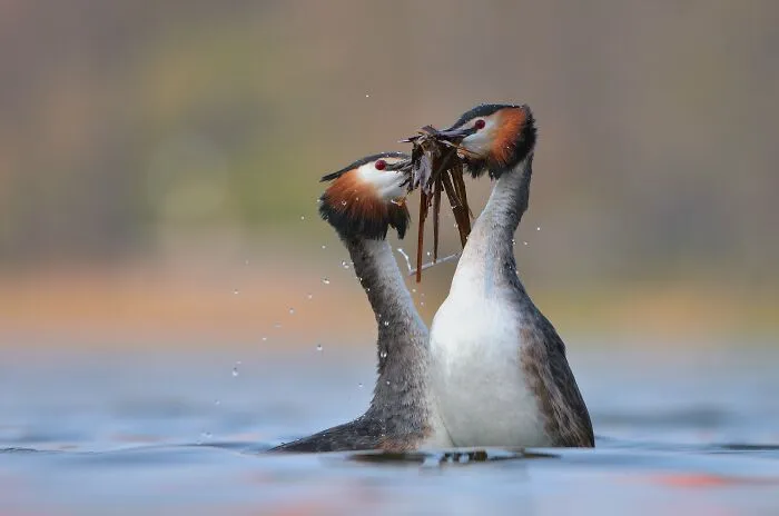 The Best 65  Wildlife Photos Revealed In The 2022 Wildart Photographer Of The Year Contest