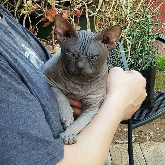 Meet Smurfie,just Adopted 12 Yr Old Ex Stud Cat Living His Best Life Now...