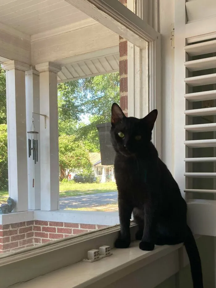 Went To The Shelter Yesterday To Adopt A Dog- Got Hexed And Came Home With This Cutie Pie Instead