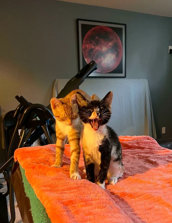 Acabo de adoptar a la mamá de este gatito, pero este maullador me llamó la atención