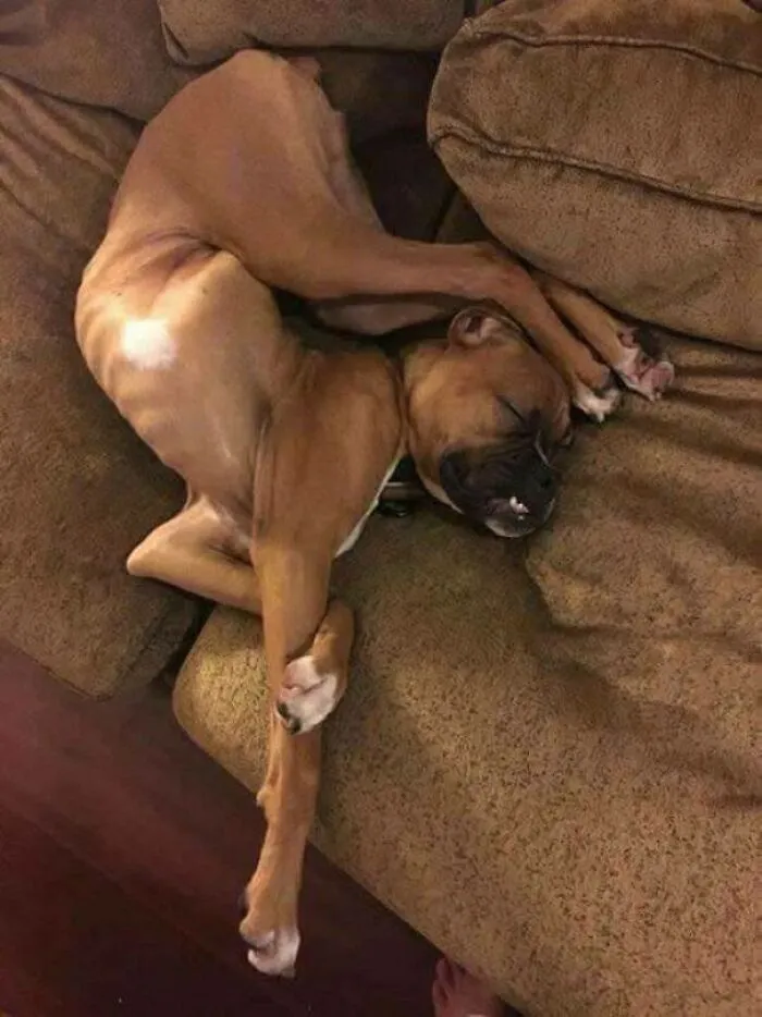 This Is What Happens When You Adopt A Dog From IKEA