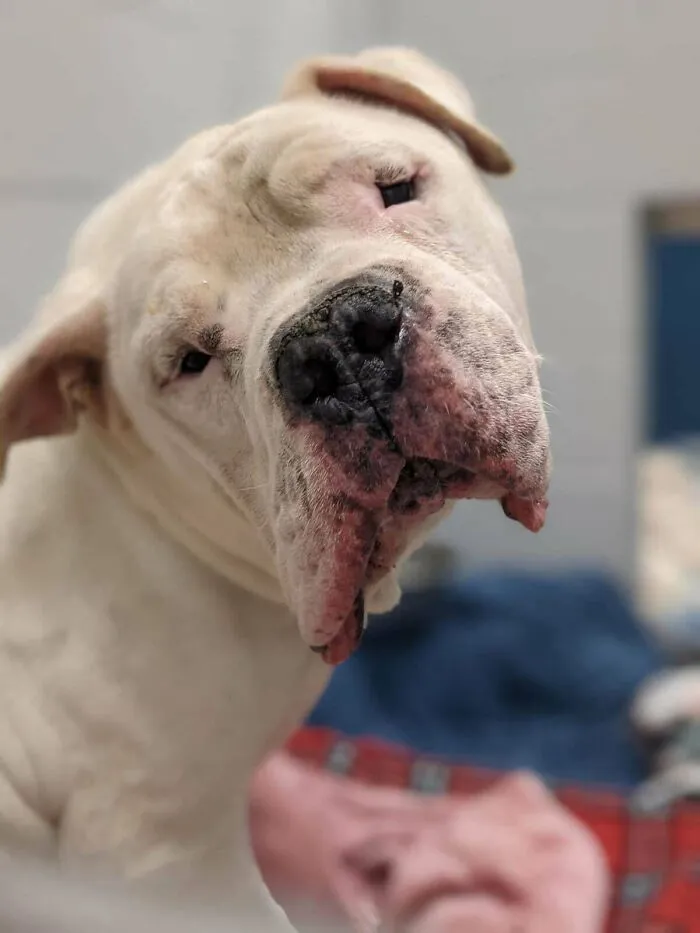 Después de 19 perros de acogida, por fin no pudimos despedirnos de uno. ¡Feliz Día de la Adopción, Gus!