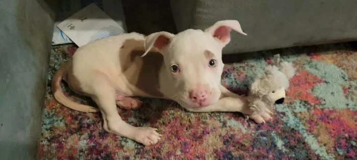 ¡Ayer adoptamos un nuevo bebé hipopótamo!
