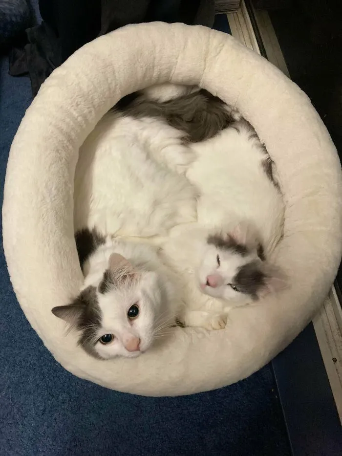 Dobby (el pequeñin) y Kreacher. Rara vez se separan. ¡Mis fracasos de acogida! ¡No podía garantizar una adopción juntos y, para ser sinceros, ya me habían hecho su tercer compañero!