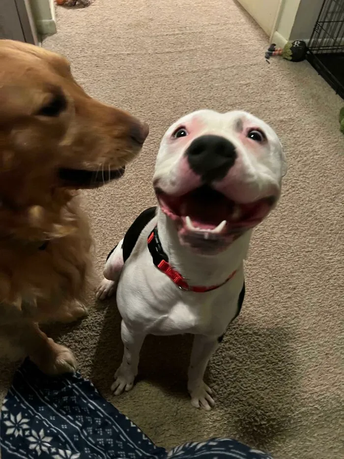Our Rescue Pittie. The Happiest Boy Ever