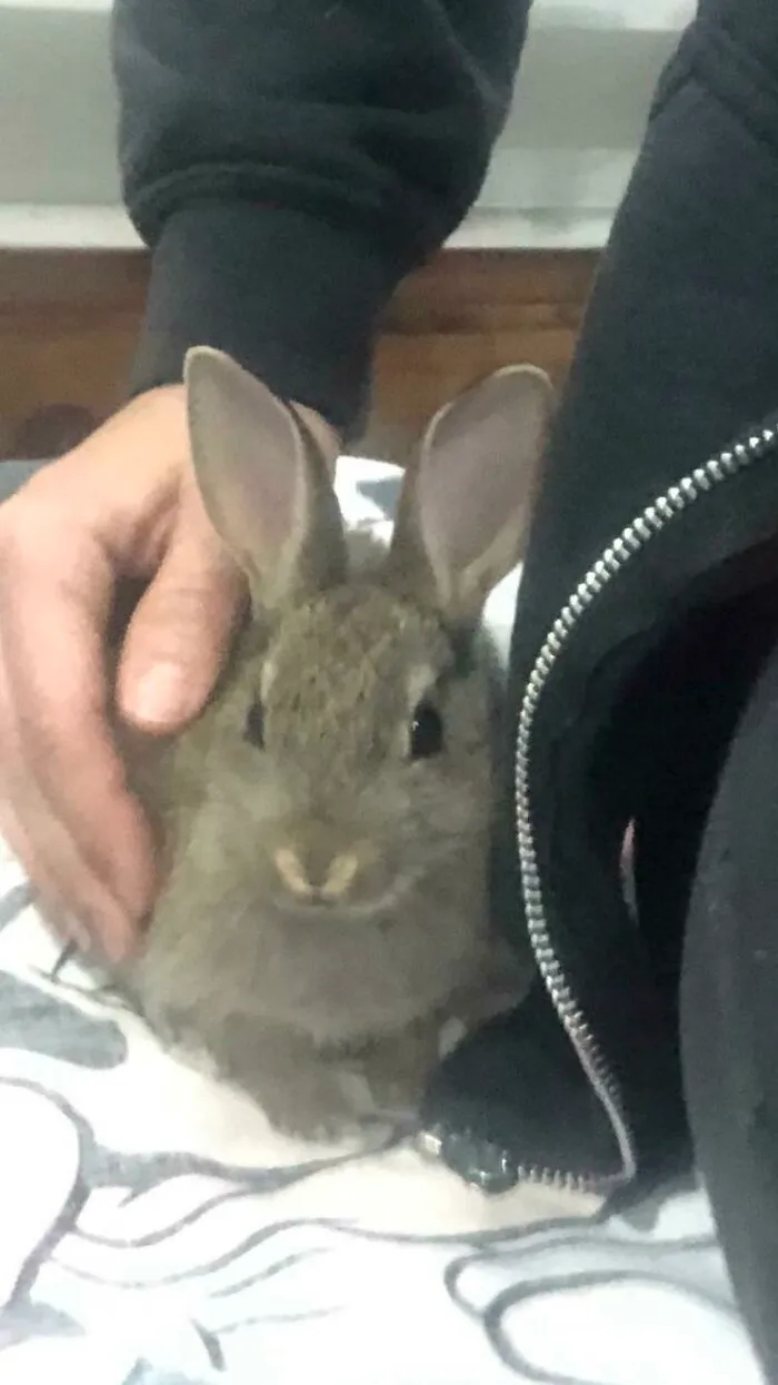El veterinario local rescató a este pequeño, lo crió personalmente durante 5 semanas y es demasiado manso para soltarlo. Así que se ha mudado conmigo :) Os presento a Ronnie