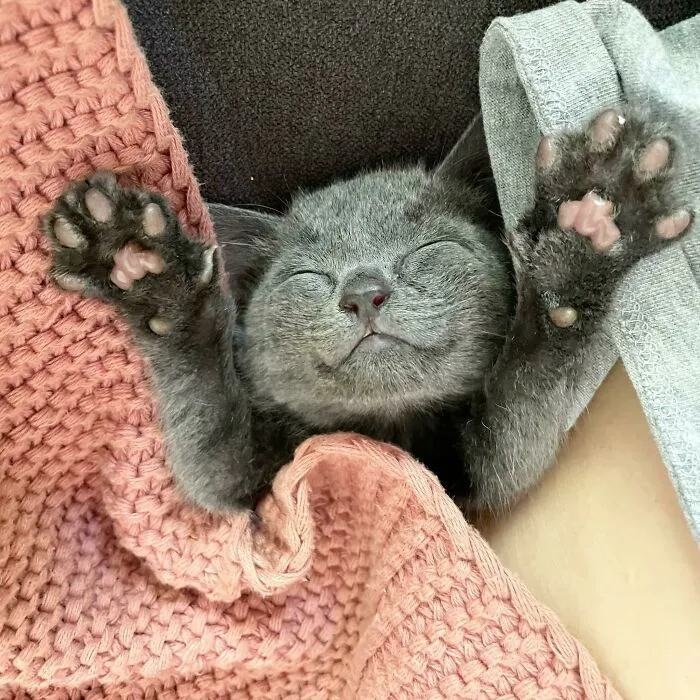¡Felices siestas! ¡Mi gatita rescatada Grace está siempre tan sonriente!