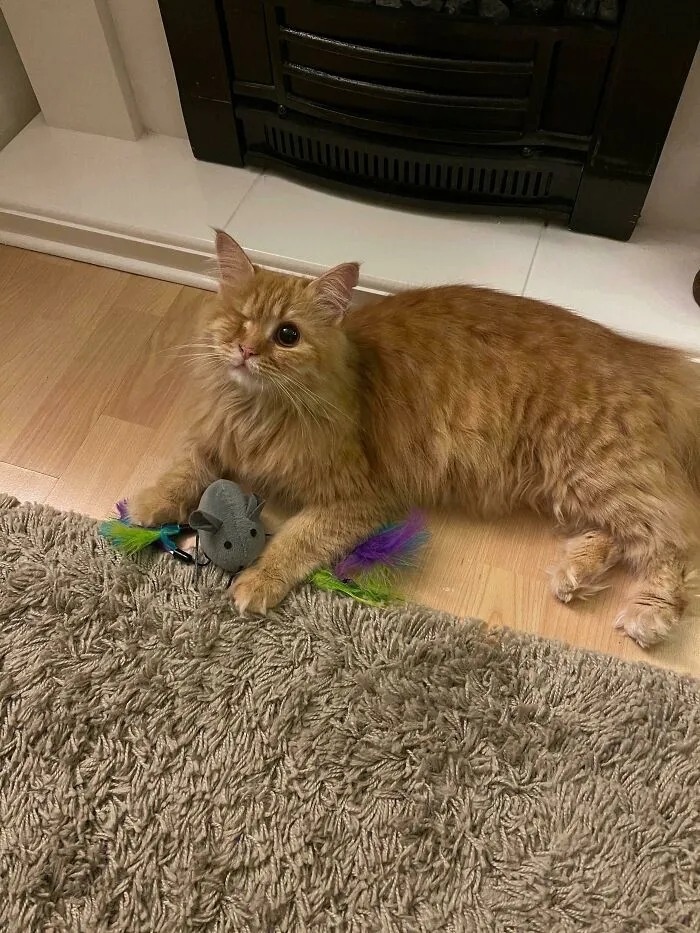 ¡Nuestra pequeña gata rescatada (tuerta) Rosie!