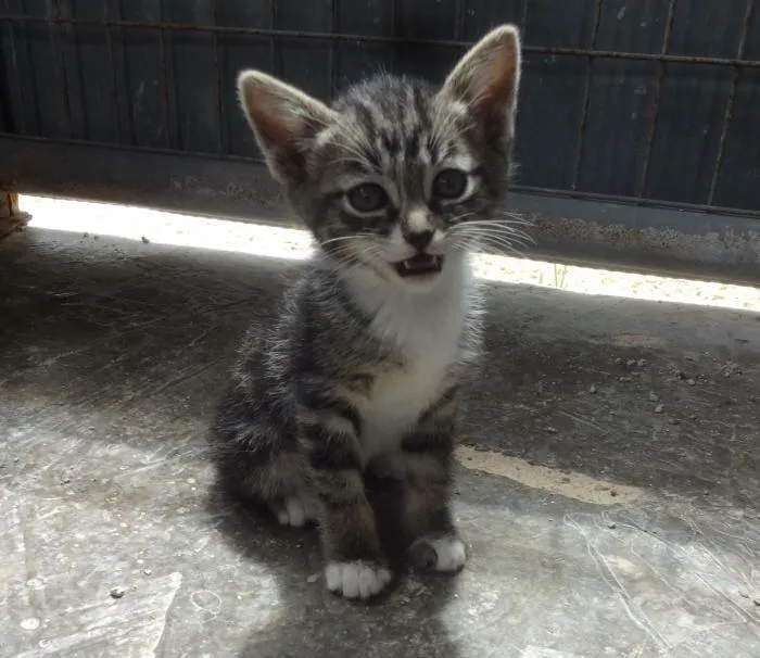 Voy a adoptar a este pequeño mañana. ¿Sugerencias de nombres? Es el único superviviente de la camada