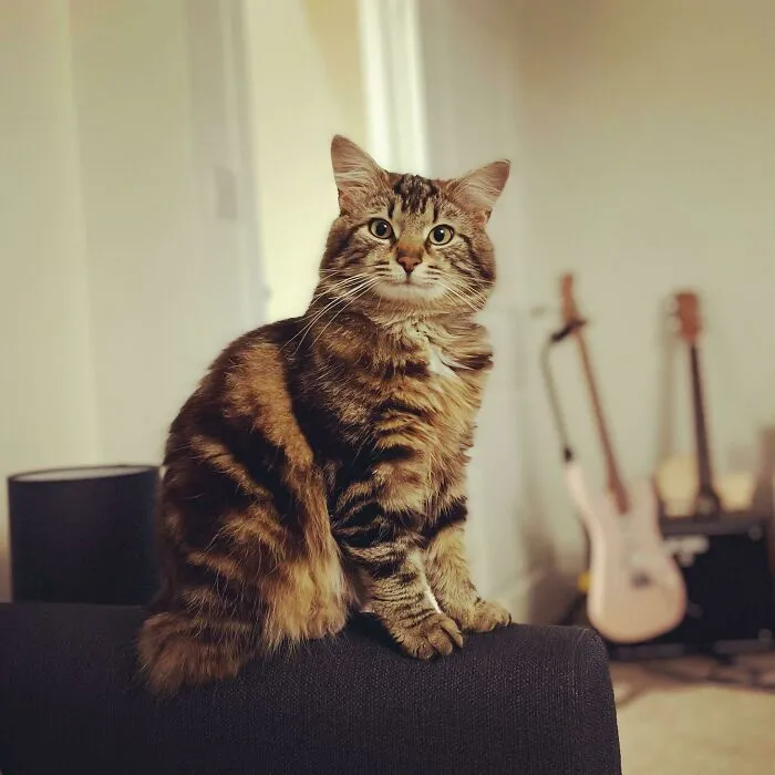 Este es Cooper, mi nuevo gatito, recientemente adoptado de la RSPCA. ¡Sabe que se ve bien!
