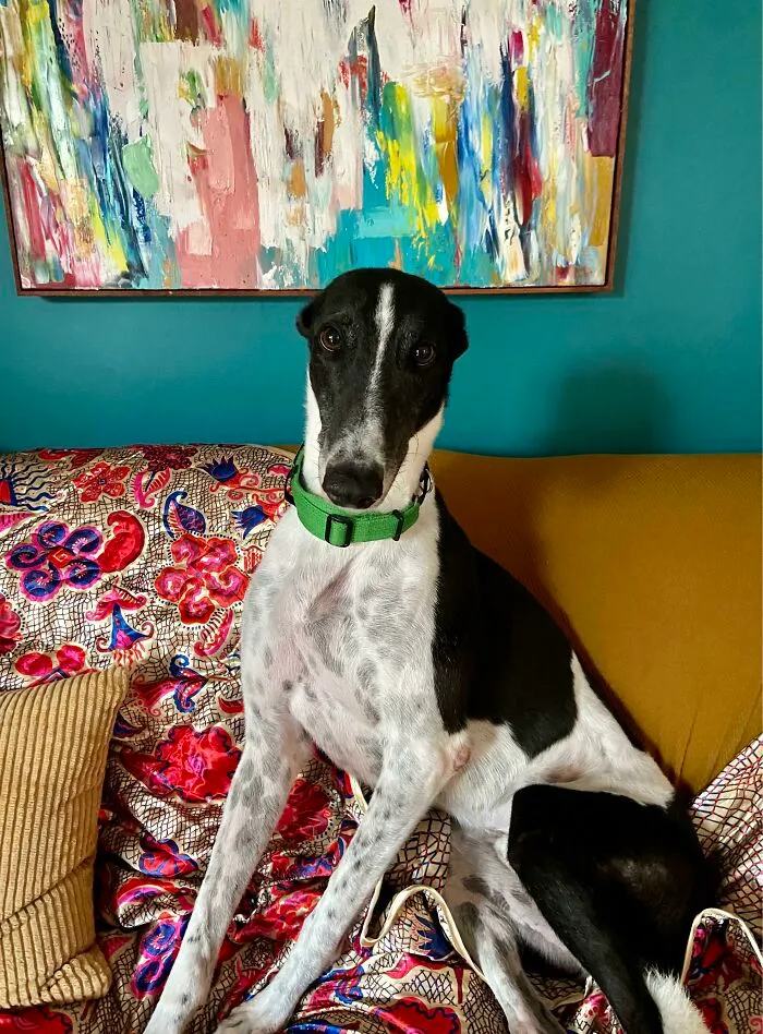 Acabo de adoptar a este chico, conoced a Barry