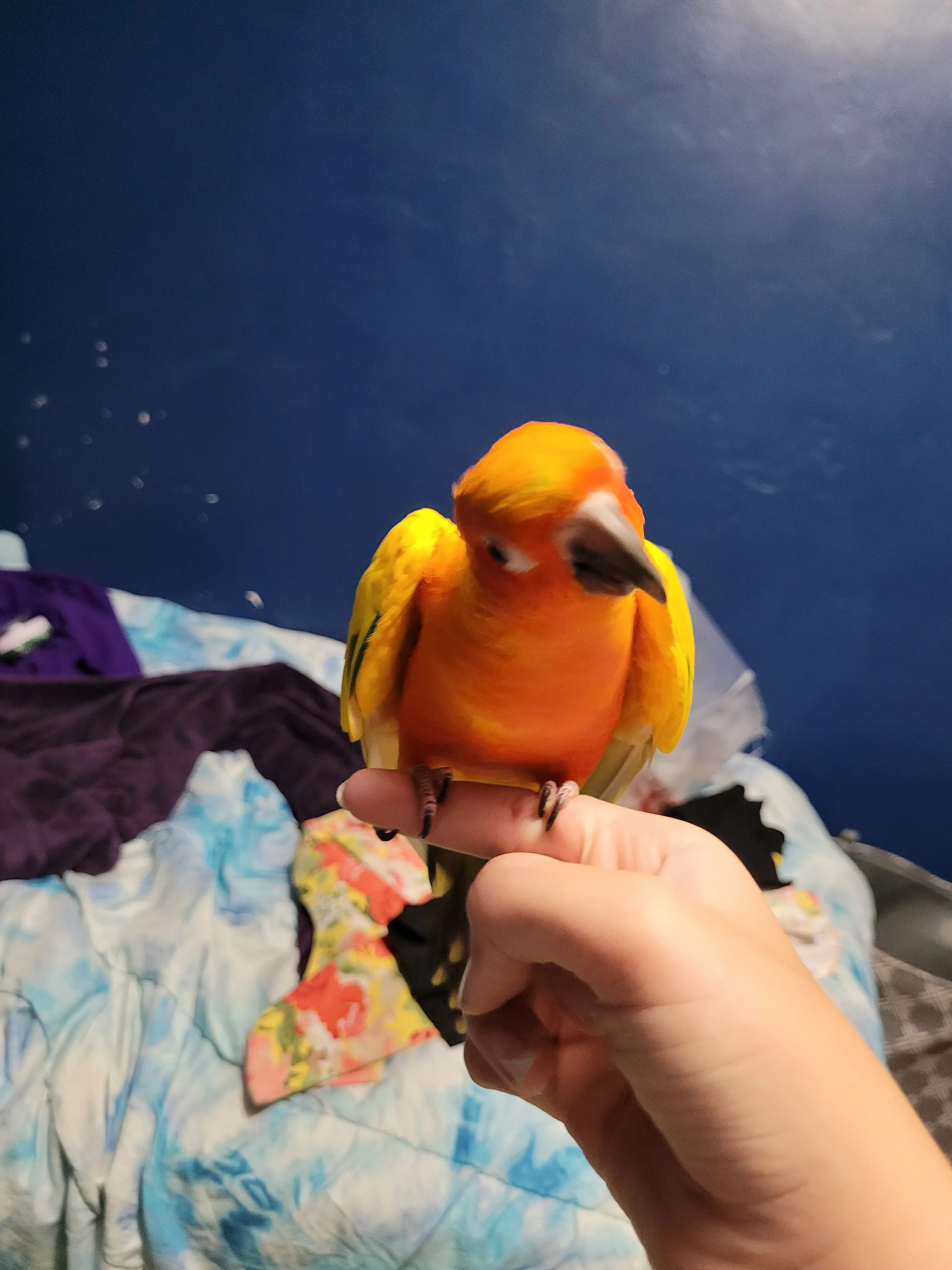 Post A Picture Of Your Or Someone Else's Bird🐦