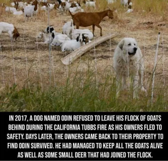 Carefully, He’s A Hero