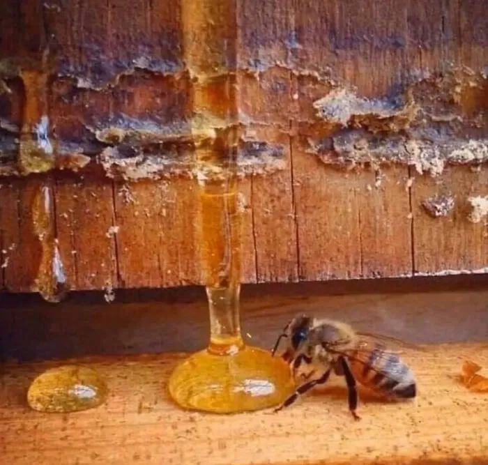 The Bee Lives Less Than 40 Days, Visits At Least 1000 Flowers & Produces Less Than A Teaspoon Of Honey. For Us, It Is Only A Teaspoon Of Honey, But For The Bee, It Is A Life. Thankyou, Bees!