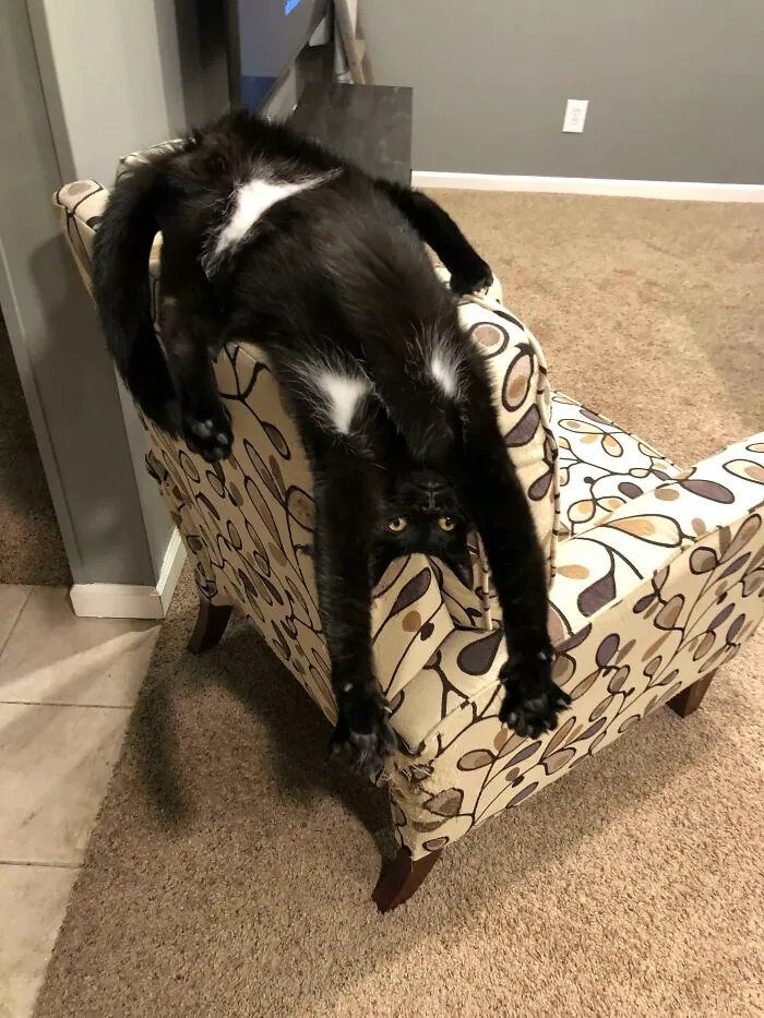 50 Times Cats Had Such ‘Powerful Auras’, Their Owners Just Had To Take A Pic