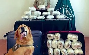 50 Wholesome Animal Pics To Give You Some Serious Animal Therapy (New Pics)